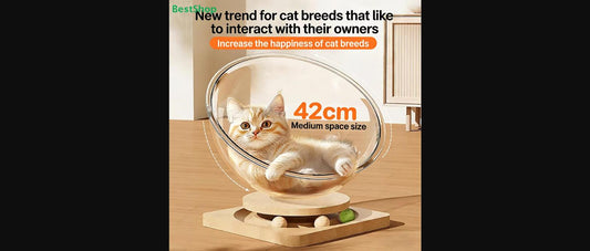 Kitten inside the Rotating Cozy Cat Bed's 42cm clear dome on a wooden base, indoor room setting